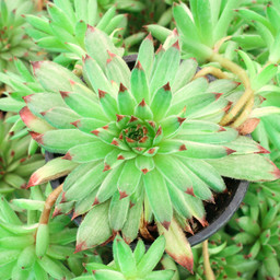 Apple Teaser Succulent - Hens & Chicks Houseleek Plant by Chick Charms® - 4 inch pot