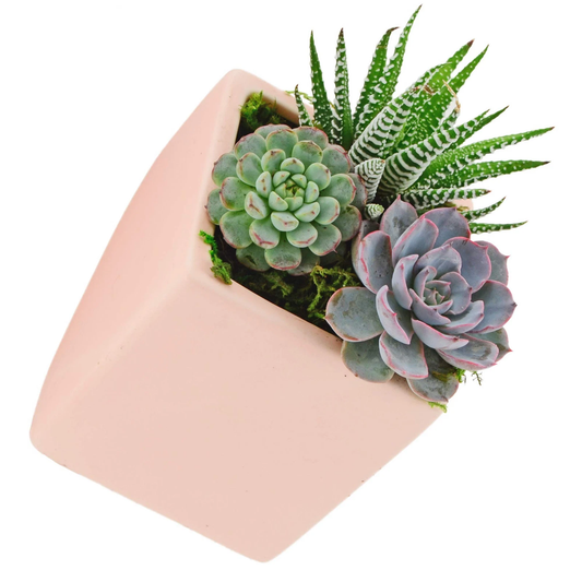 Cube Wall Planter - Coral Pink - New in Box - Arcadia Garden Products 6" tall cube