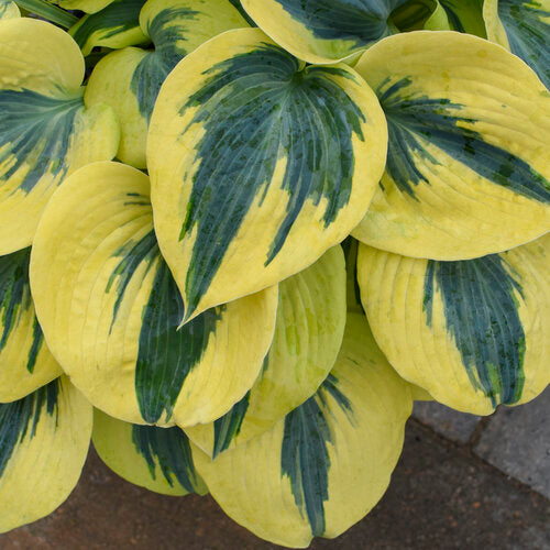 Autumn Frost Hosta - Shadowlands Collection - Plantain Lily Plant by Proven Winners - 1 Gallon Pot
