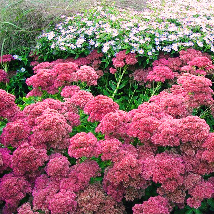 Sedum 'Autumn Fire' Stonecrop, 1 Gallon Pot Live Plant