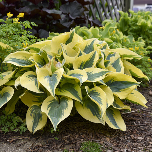 Autumn Frost Hosta - Shadowlands Collection - Plantain Lily Plant by Proven Winners - 1 Gallon Pot