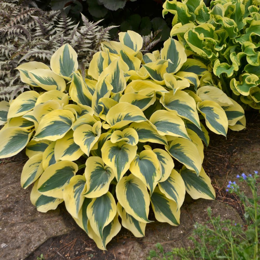 Autumn Frost Hosta - Shadowlands Collection - Plantain Lily Plant by Proven Winners - 1 Gallon Pot
