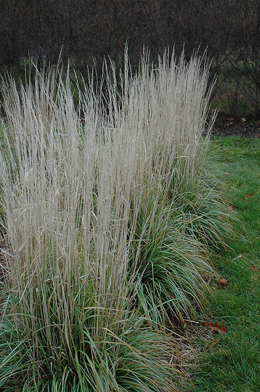 Avalanche Feather Reed Variegated Ornamental Grass - Calamagrostis x Acutiflora Plant - 1 gallon pot