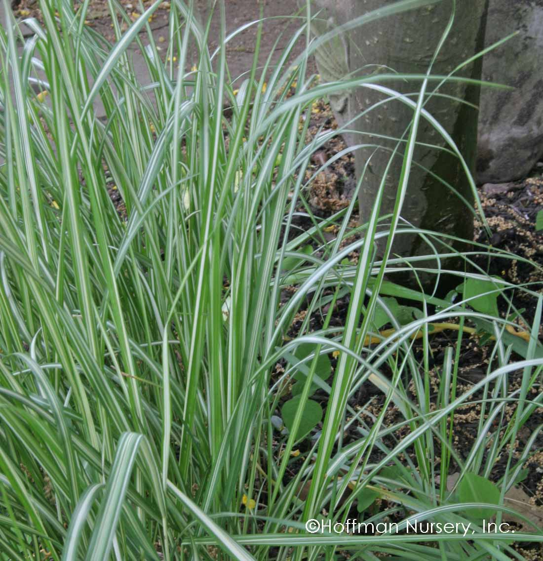 Avalanche Feather Reed Variegated Ornamental Grass - Calamagrostis x Acutiflora Plant - 1 gallon pot