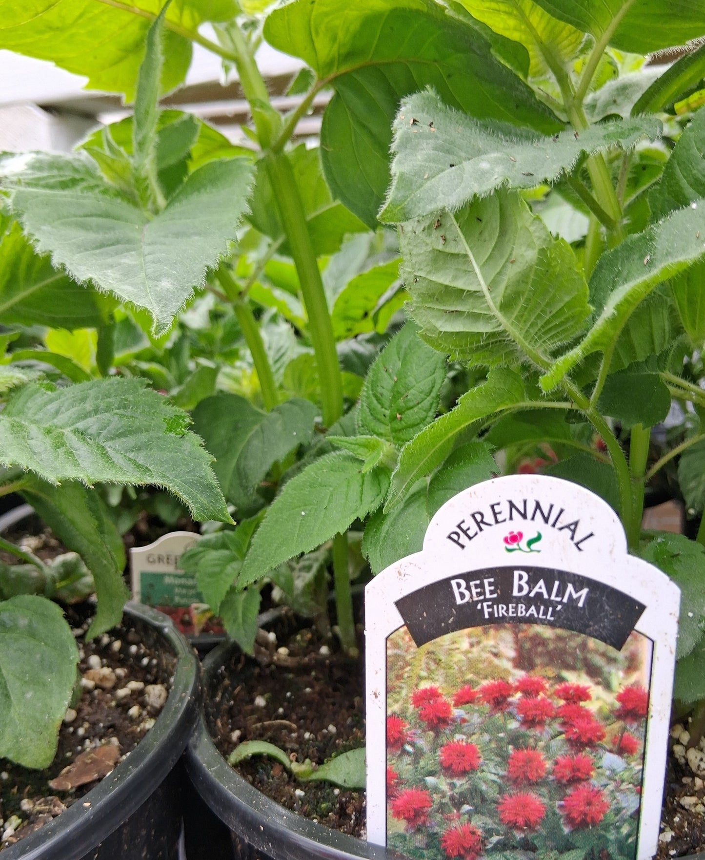 Fireball Bee Balm Monarda Plant - 1 gallon pot