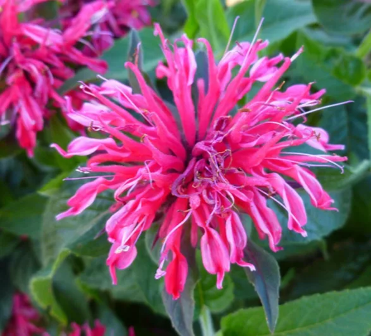 Balmy Rose Bee Balm Monarda Plant - 1 gallon pot