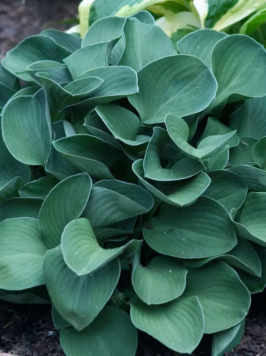 Plantain Lily Mini Hosta - Blue Mouse Ear Plant - 1 quart pot
