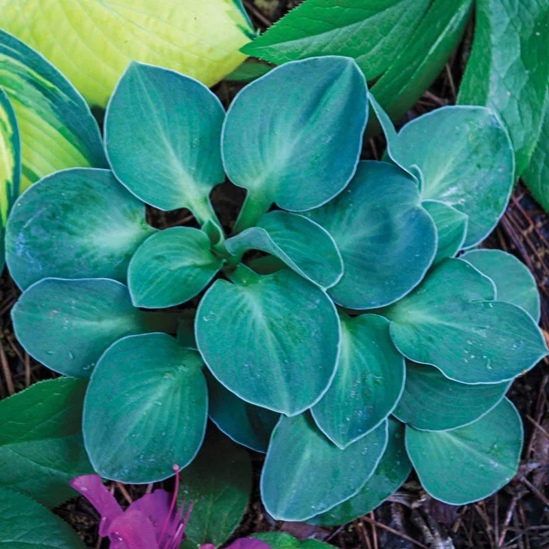 Plantain Lily Mini Hosta - Blue Mouse Ear Plant - 1 quart pot