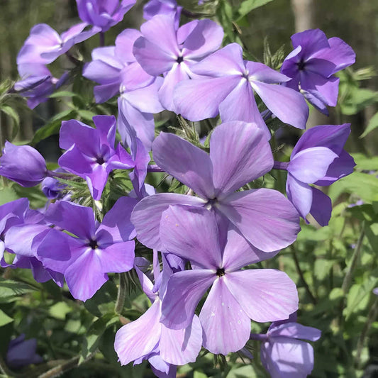 Blue Moon Woodland Phlox is a groundcover plant that blooms early. The fragrance is a favorite with people and pollinators alike. This close up is of the delicate blue flowers that usually show up in April and May. 