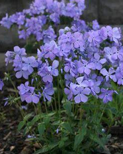 This Woodland Phlox does well in shady areas, making a fantastic ground cover or border plant in those hard to plant areas. Deer and Rabbit resistant. 