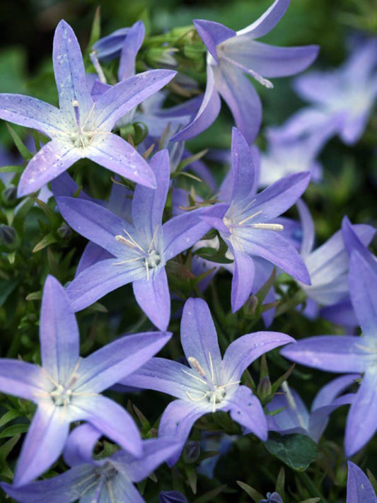 Blue Waterfall Bellflower - Campanula Poscharskyana Plant - 4 inch pot