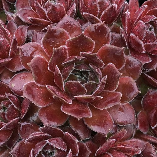 Cold Hardy Succulents 6-Pack Assorted Hen and Chicks plants (Growers Choice) - 4" pots