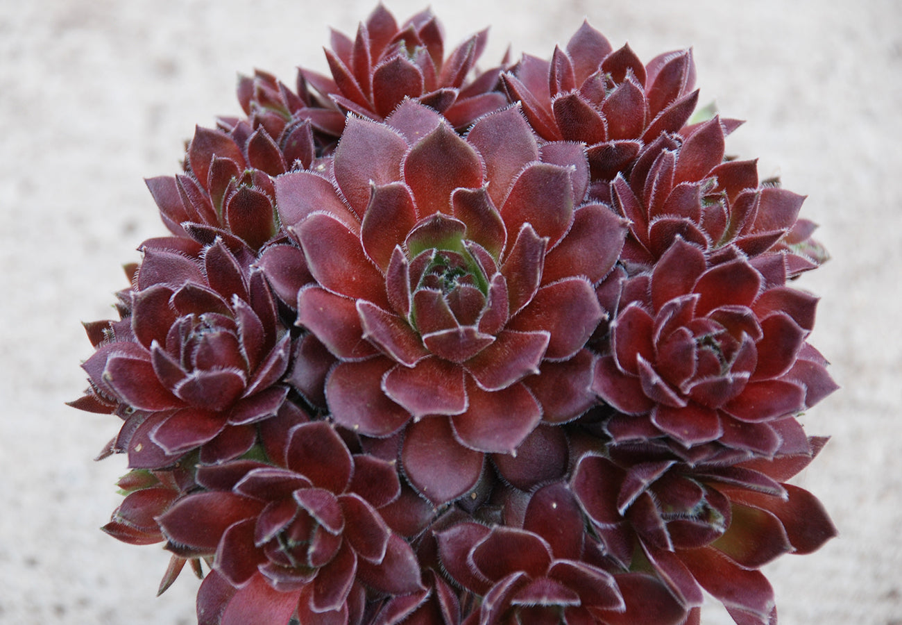 Cold Hardy Succulents 6-Pack Assorted Hen and Chicks plants (Growers Choice) - 4" pots