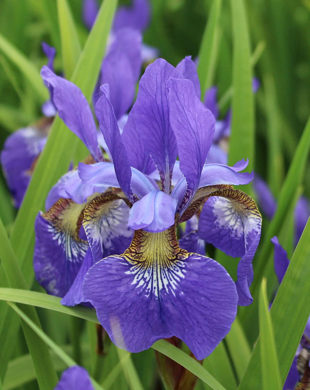 Siberian Iris 'Caesar's Brother', 1 Gallon Pot Live Plant