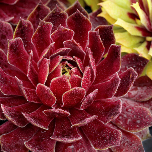 Cold Hardy Succulents 6-Pack Assorted Hen and Chicks plants (Growers Choice) - 4" pots