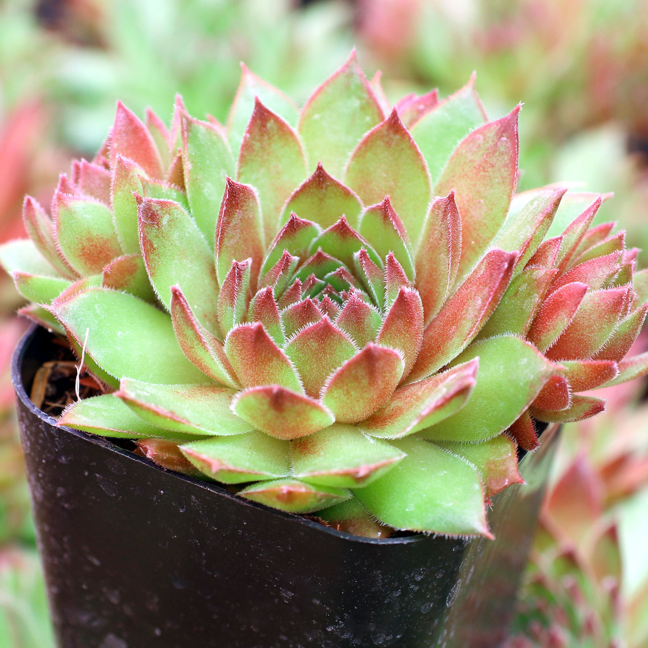 Casa Succulent - Hens & Chicks Houseleek Sempervivum Plant - 4 inch pot