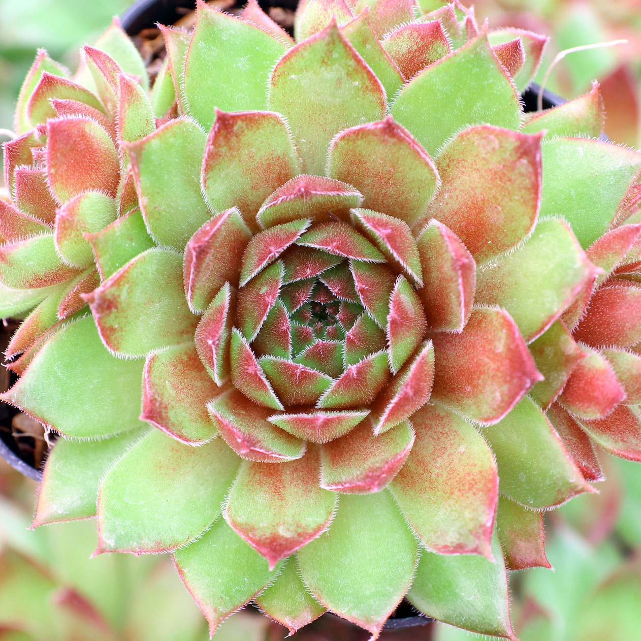 Casa Succulent - Hens & Chicks Houseleek Sempervivum Plant - 4 inch pot