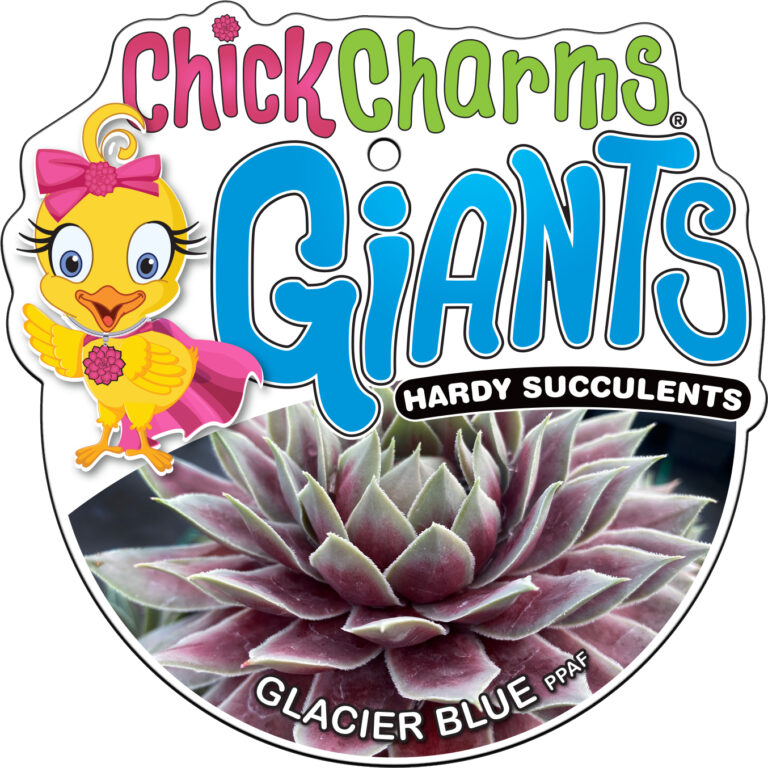 Chick Charms® GIANT Glacier Blue™ Succulent – Hardy Sempervivum