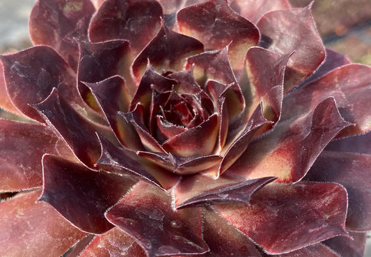 Chick Charms® Choco Latte – Hardy Hens & Chicks Succulent (Zones 4–8)