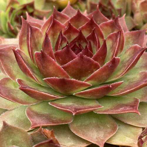 Chick Charms® “Giant” Sempervivum – 4 Inch Pot | Hardy Giant Hens & Chicks Succulent
