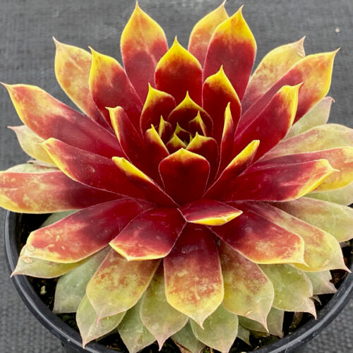 Gold Mine Giant Succulent - Hens & Chicks Houseleek Sempervivum Plant by Chick Charms® Giants Collection - 6 inch pot