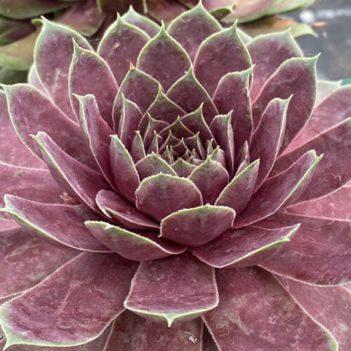 Chick Charms® GIANT Pink Sapphire™ Succulent – Large Colorful Sempervivum