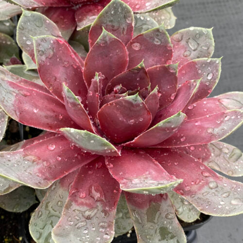 Chick Charms® Steel Appeal™ Giant – 4 Inch Pot | Hardy Giant Sempervivum