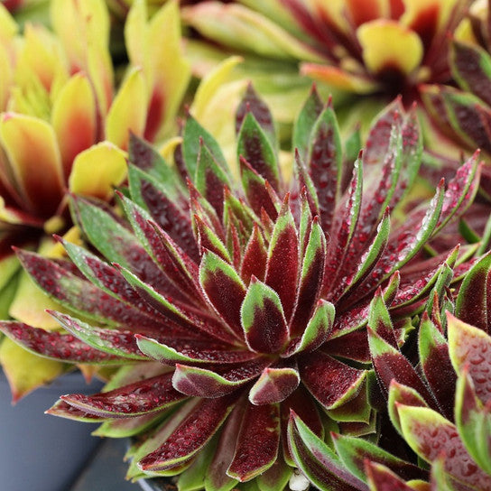 Mint Chocolate Chips Succulent - Hens & Chicks Houseleek Sempervivum Plant by Chick Charms® - 4 inch pot