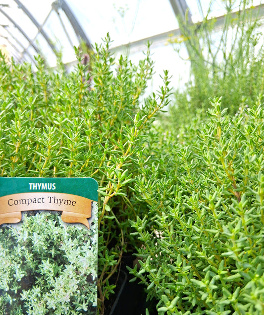 Compact Thyme Herb Plant - 4 inch pot