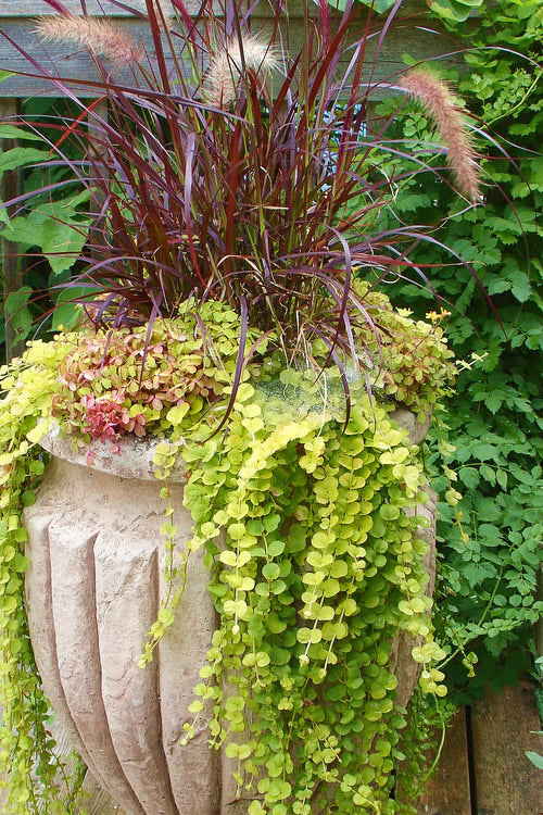 Golden Creeping Jenny works well as a container plant and drapes beautifully out of hanging baskets with its flowing scalloping vines.