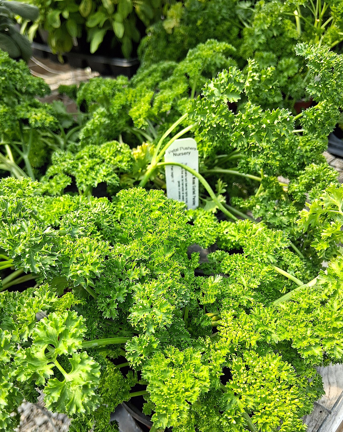 Curly Parsley Herb Plant - 4 inch pot