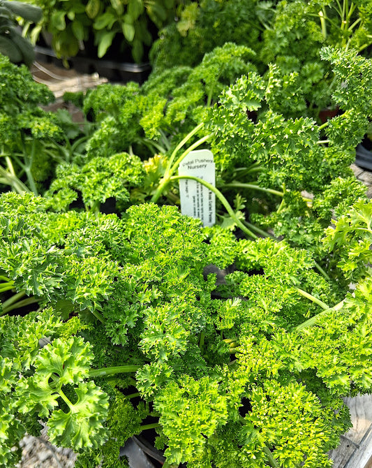 Curly Parsley Herb Plant - 4 inch pot