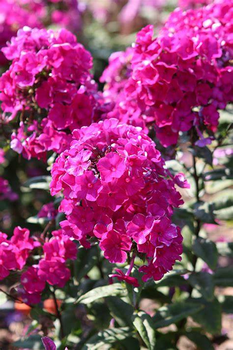 The beauty of the Super Ka-Pow™ Garden Phlox Fuchsia flowers look amazing in full sun. The Super Ka-Pow™ Garden Phlox Fuchsia is suitable for mass planting, border edging, container planting and attracting pollinators and hummingbirds to the yard. 