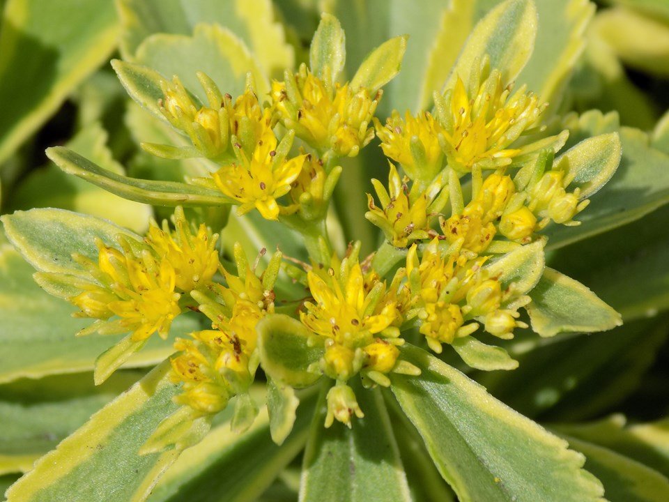 Sedum 'Cutting Edge' Stonecrop, 4" Pot Live Plant