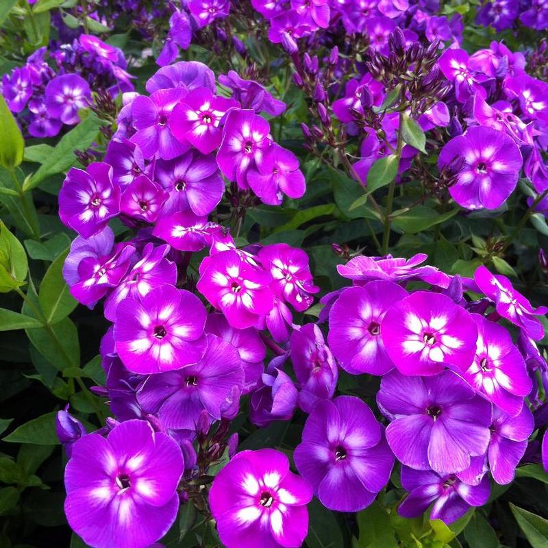 Laura Garden Phlox Flowering Plant - 1 gallon pot