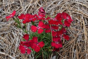 Tyra Dianthus Plant - aka Carnation or Sweet William - by Dianthus Beauties™ - 1 gallon pot