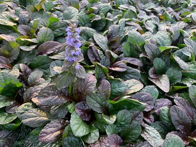 Ajuga Feathered Friends 'Fierce Falcon', 4" Pot Live Plant