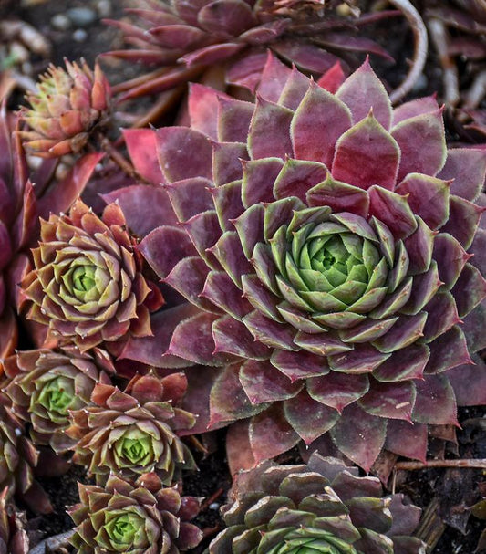 Sempervivum 'Peggy' Hens & Chicks, 4" Pot Live Plant