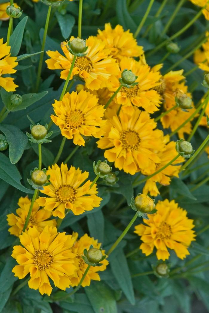 Coreopsis 'Jethro Tull' Tickseed, 1 Quart Pot Live Plant