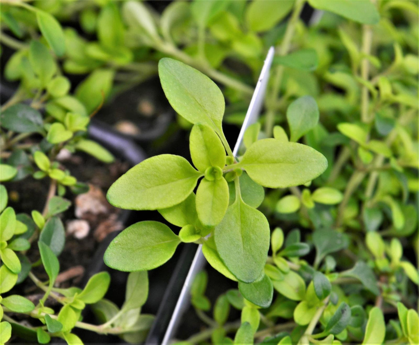 Golden Lime Ornamental Thyme Plant - 4 inch pot