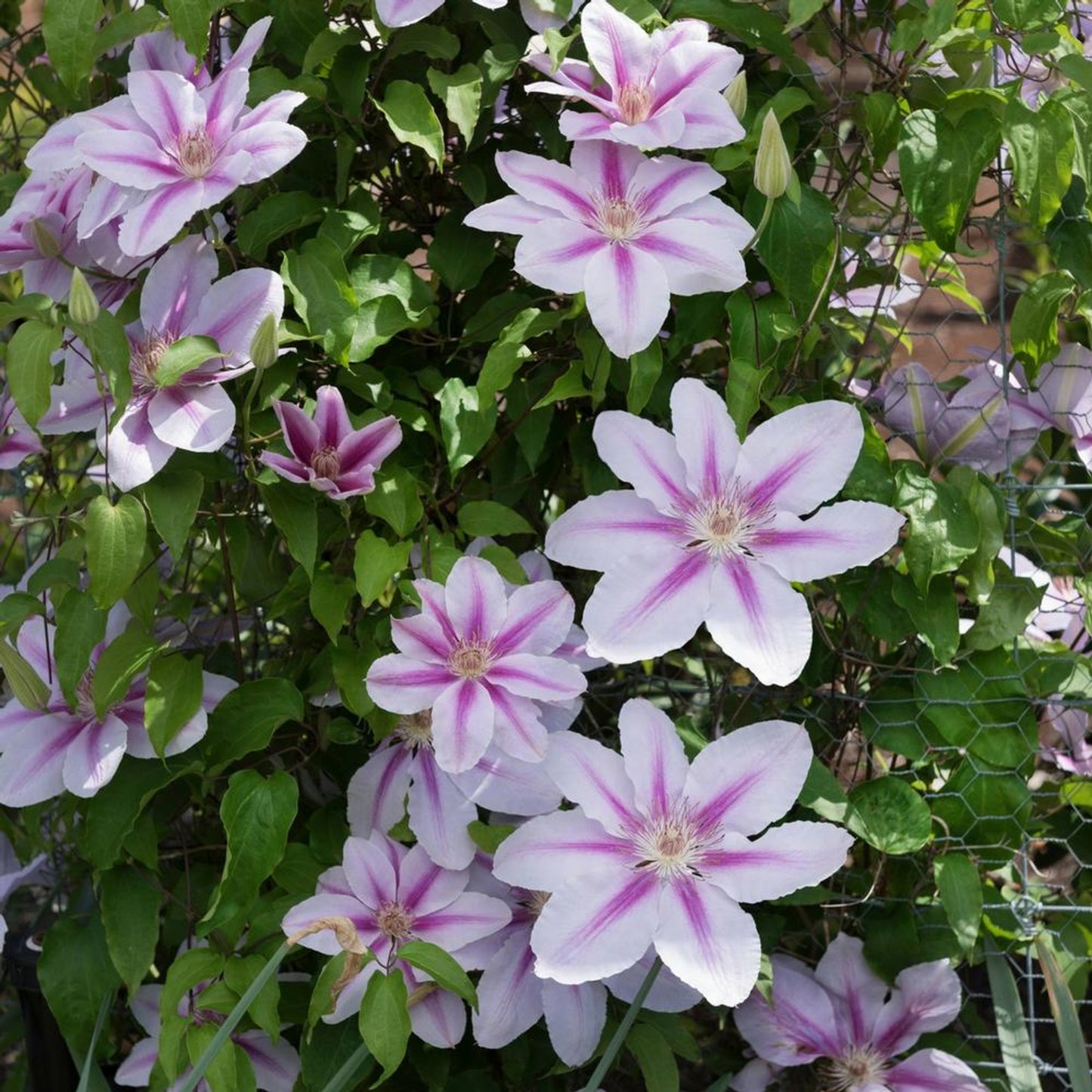 Nelly Moser Clematis Plant - 1 gallon pot