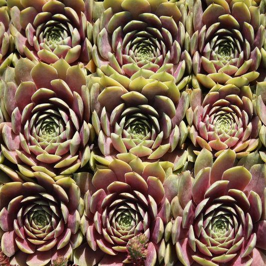 Sempervivum 'Commander Hay' Hens & Chicks, 4" Pot Live Plant