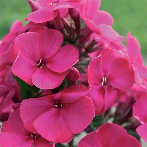 Early® Cerise Garden Phlox with its fuchsia-pink flowers such as seen here  is recommended for the following gardening and landscape applications -
Mass Planting
Border Edging
and Container Planting