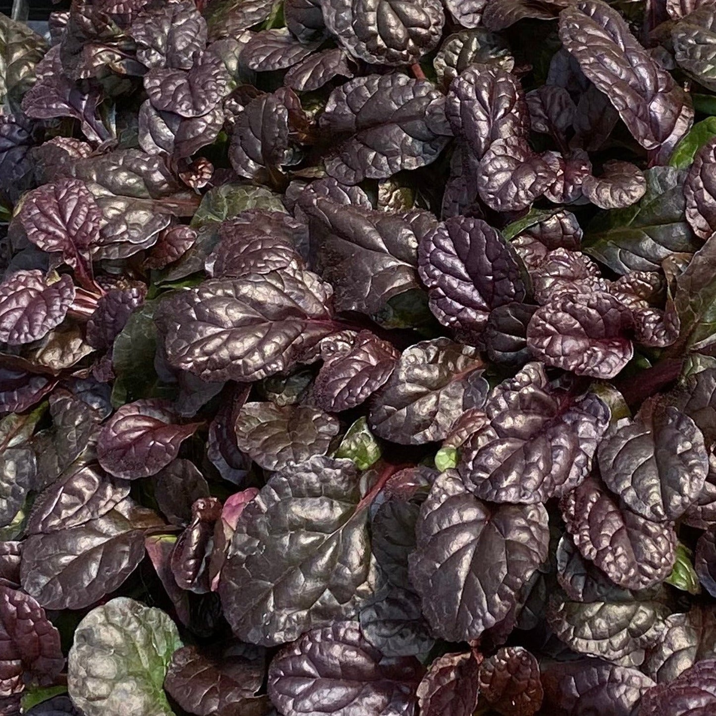 Like all Ajugas, these have interesting leaves. Each leaf is deeply textured and puckered. The Fierce Falcon has larger leaves than most varieties. 