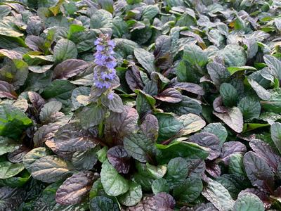 The Fierce_Falcon Ajuga prefers full to partial shade so it's a good ground cover plant to full out those shady areas of your garden or landscaping. Deer resistant and evergreen they'll create interest in your garden throughout the year. 