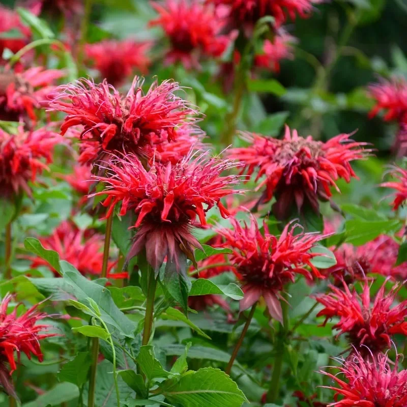 Fireball Bee Balm Monarda Plant - 1 gallon pot