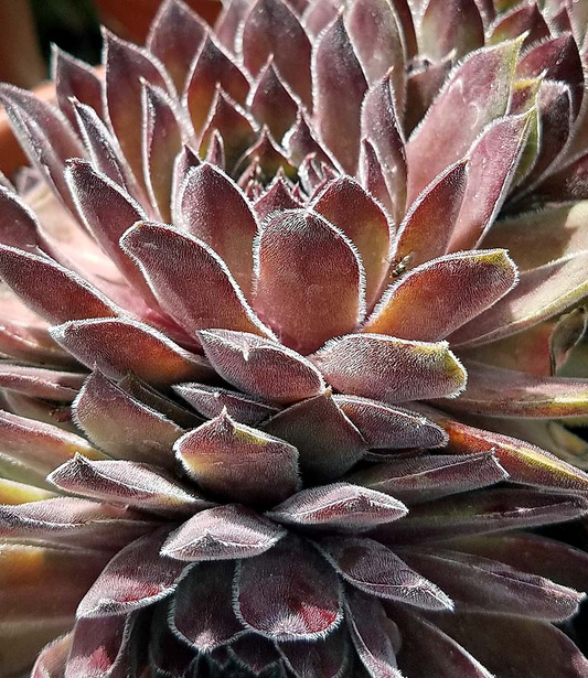 Flamingo Succulent Hen and Chicks Sempervivum Plant - 4 inch pot