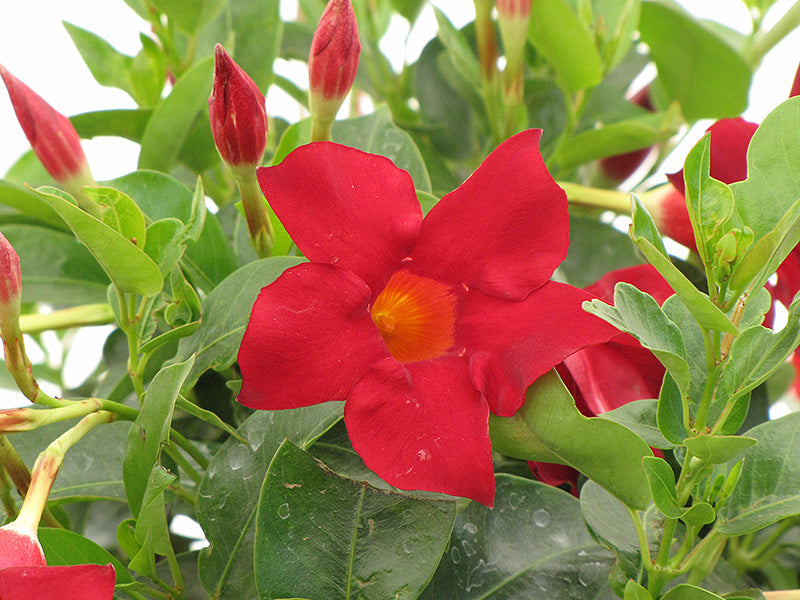 Depladenia 'Madinia Deep Red', 4" Pot Live Plant
