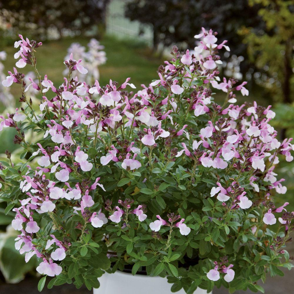 Soft Pink Sage Plant | Salvia greggii | Pink Flowering Hummingbird Perennial