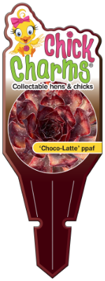Chick Charms® Choco Latte – Hardy Hens & Chicks Succulent (Zones 4–8)